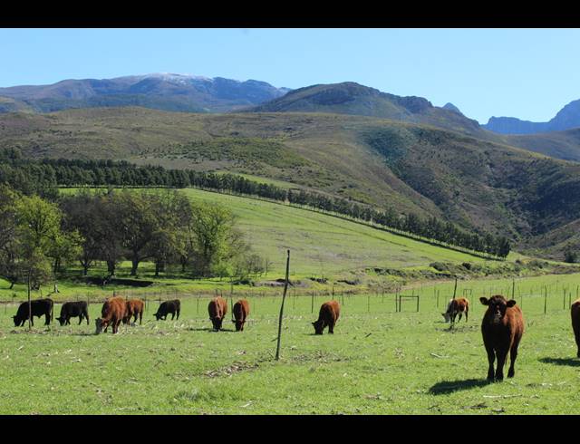 118HA FARM FOR SALE IN GREYTON